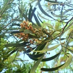 Acacia heterophylla Tamarin des hauts Fabaceae Endémique La Réunion 9924.jpeg
